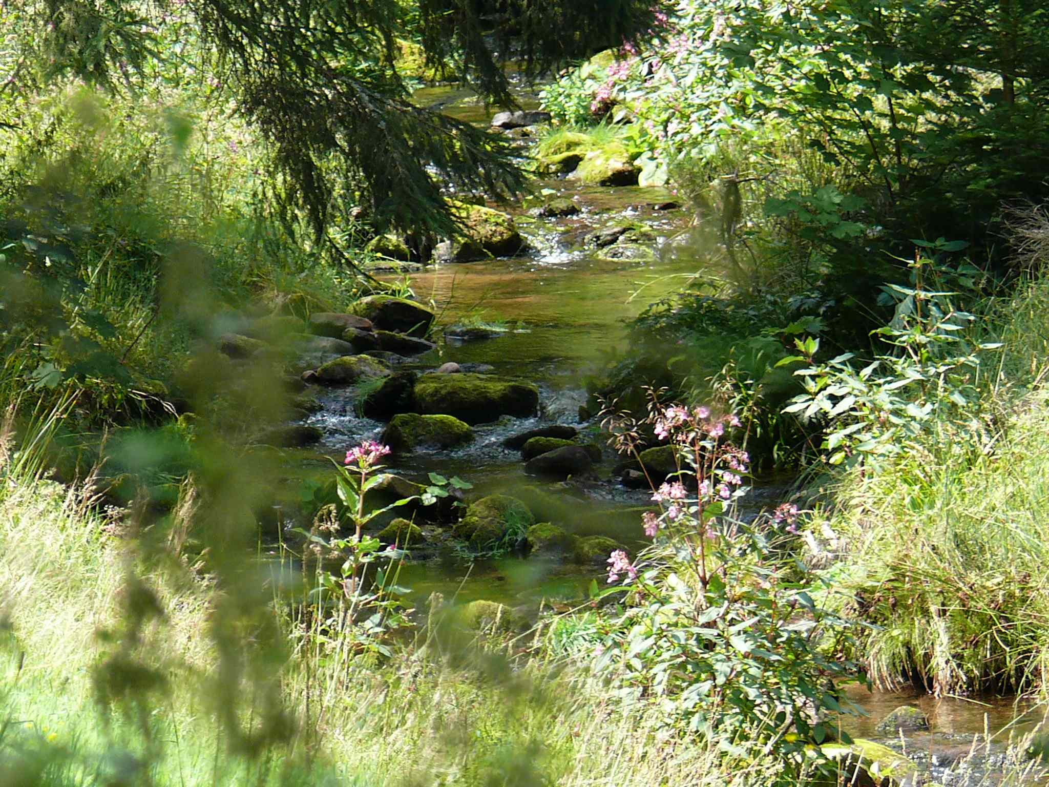 Naturbild