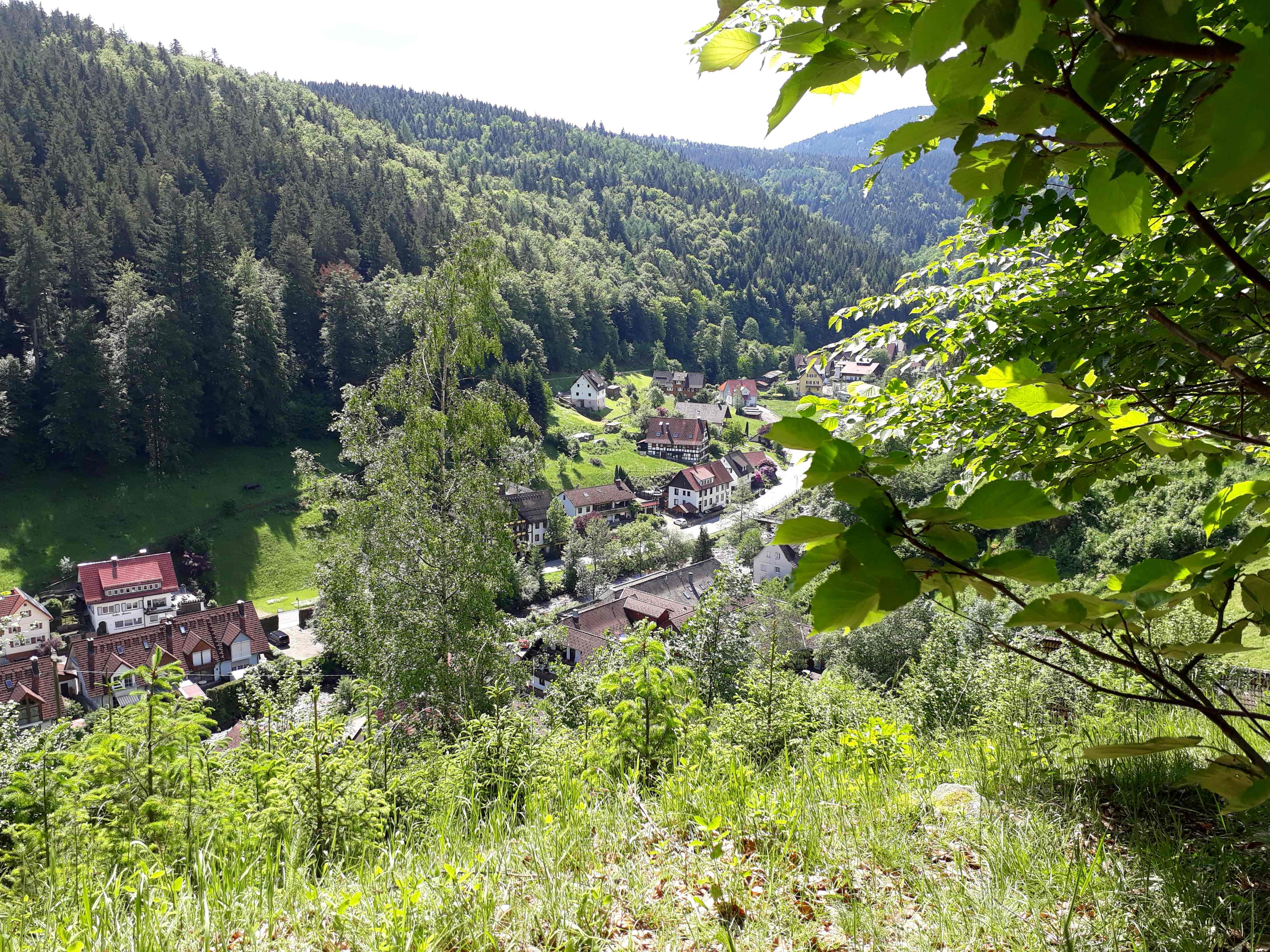 Waldlandschaft in unserer Umgebung