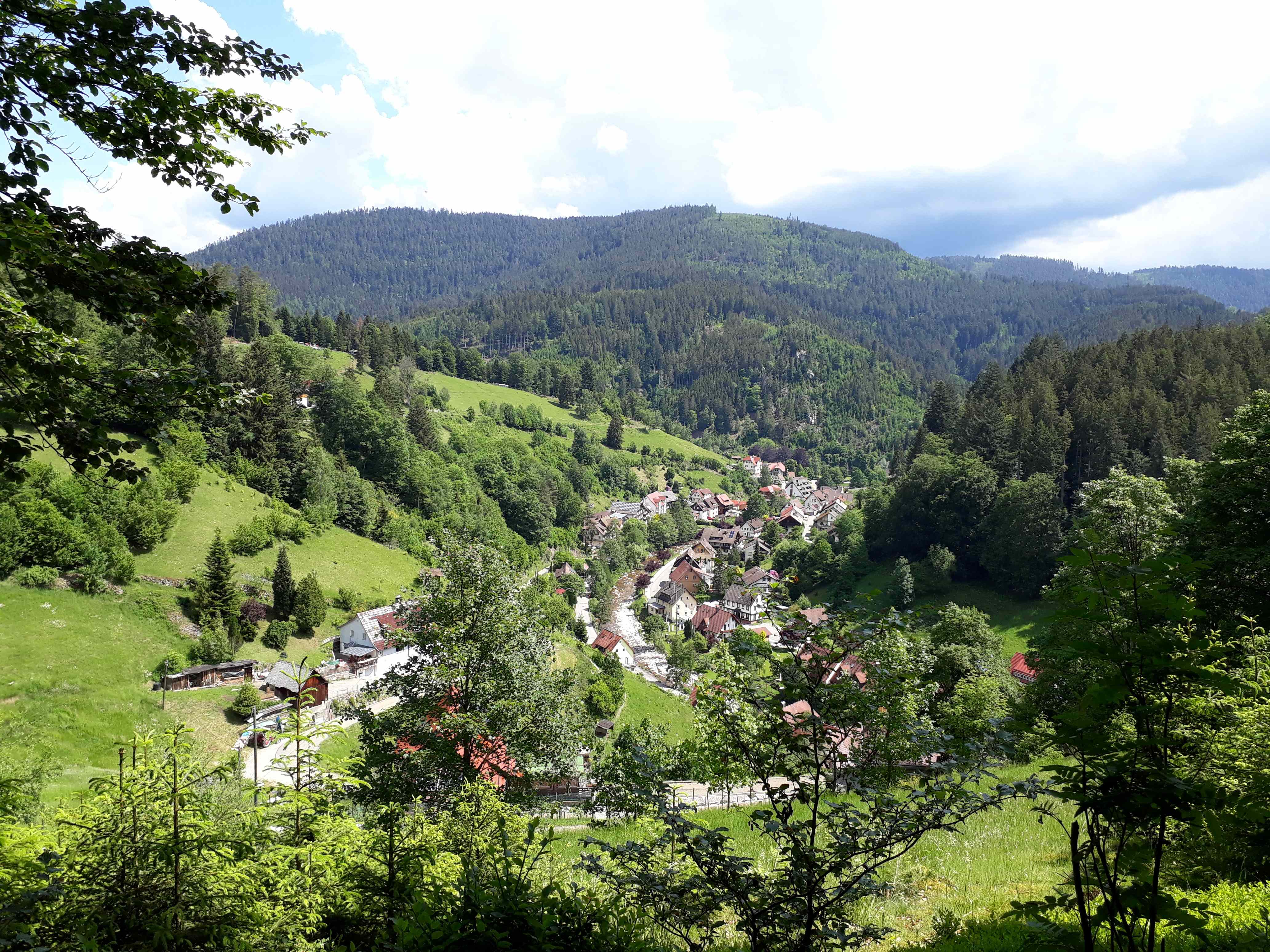 Waldlandschaft in unserer Umgebung