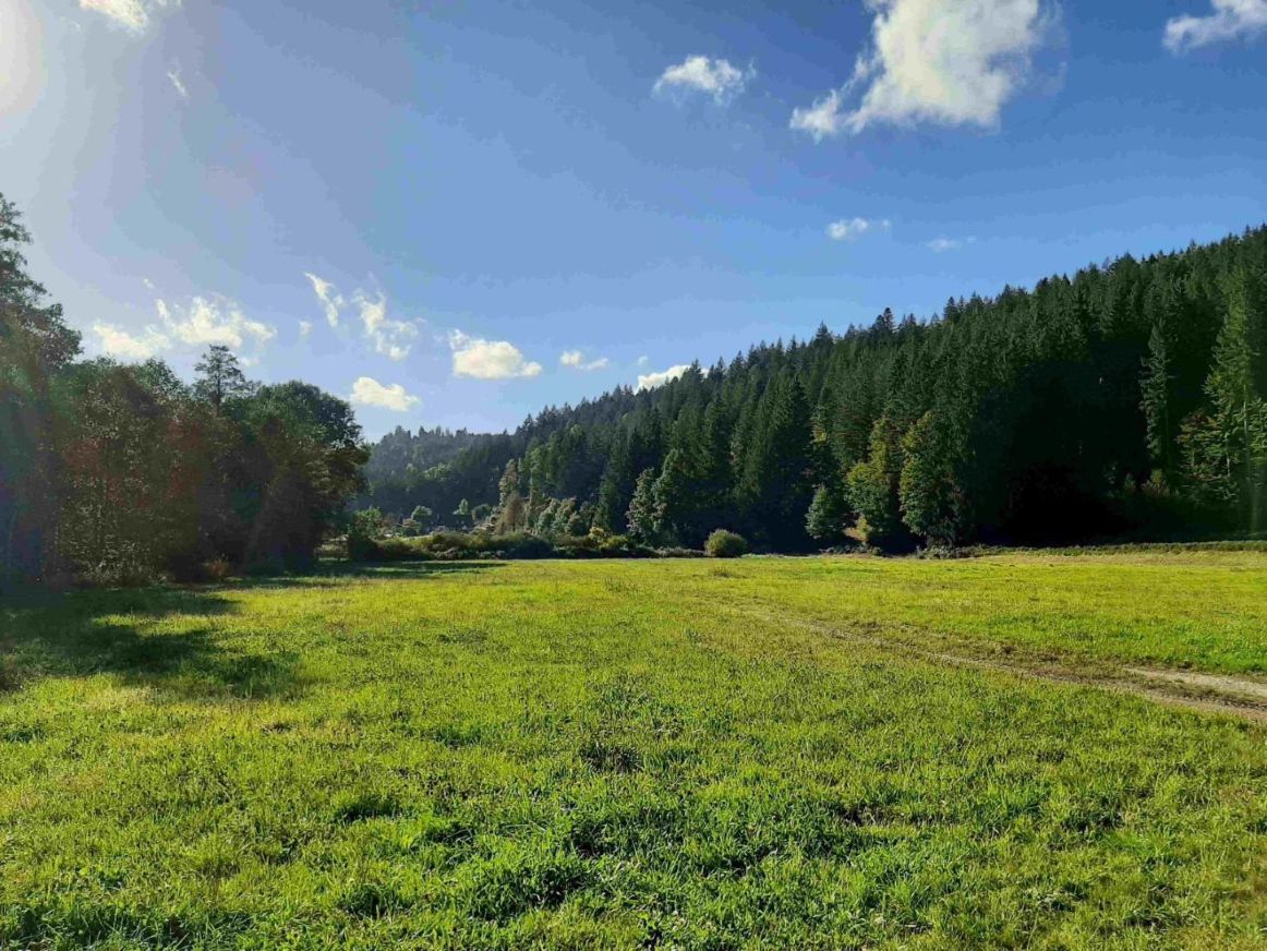 Schwarzwaldlandschaft