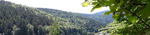Symboldbild Natur
